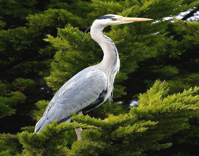 12 Amazing Facts About the Graceful Grey Heron Bird You’ll Love 3 12 Amazing Facts About the Graceful Grey Heron Bird You’ll Love