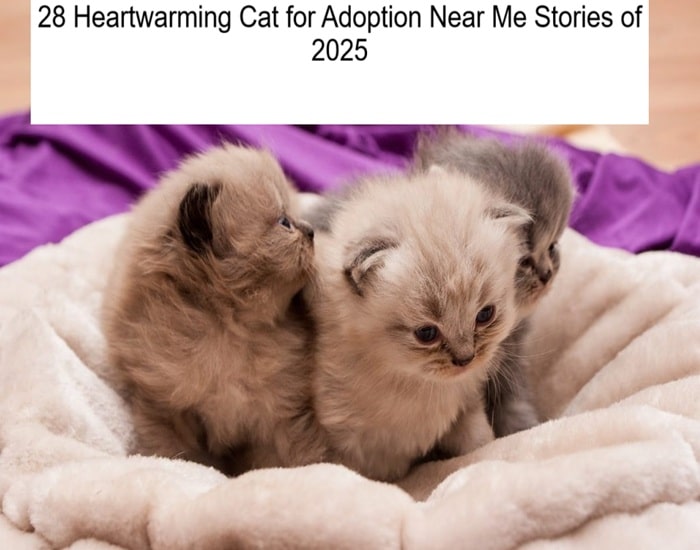 Cats available for adoption through a shelter or rescue