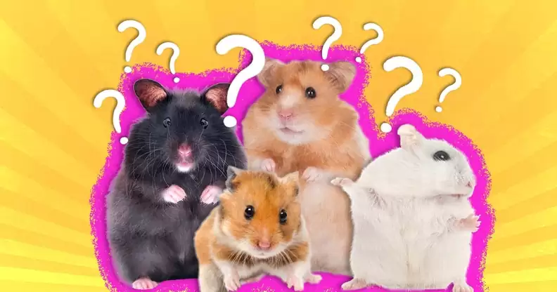 Several pet hamster species showing differences in size and appearance