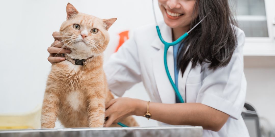 Cat resting in a calm home environment with basic care resources
