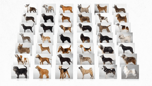 32 Fascinating Different Dogs to Find Your Perfect Match 2025