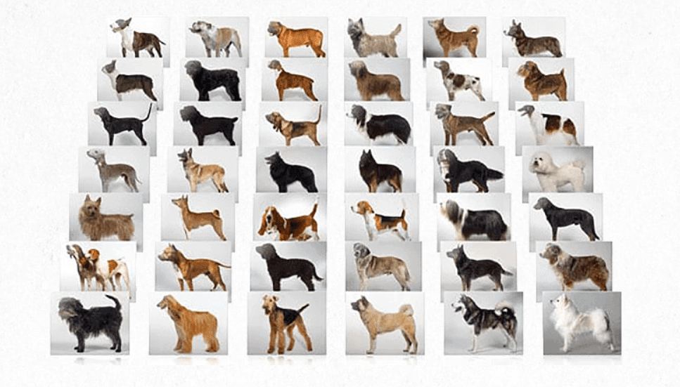 32 Fascinating Different Dogs to Find Your Perfect Match 2025