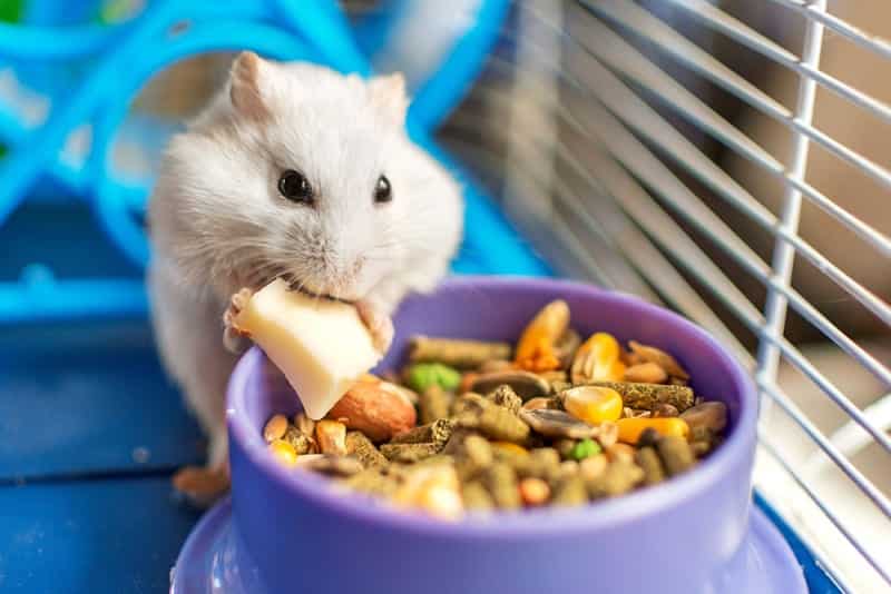 Hamster eating from a balanced mix of formulated food and small fresh extras