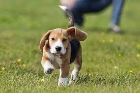 Puppy available through a local rescue or shelter