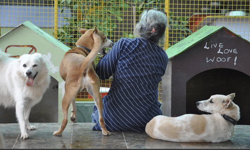 Puppy in the care of a rescue organization