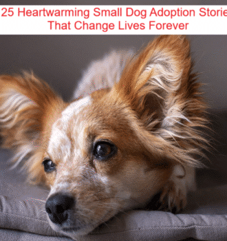 25 Heartwarming Small Dog Adoption Stories That Change Lives Forever