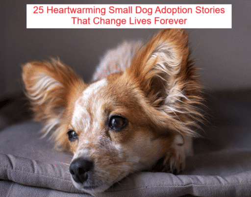 25 Heartwarming Small Dog Adoption Stories That Change Lives Forever