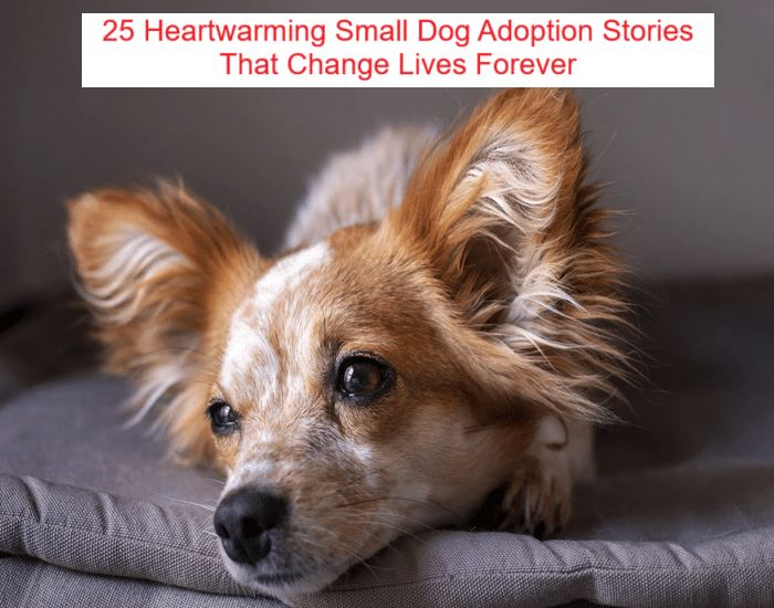 25 Heartwarming Small Dog Adoption Stories That Change Lives Forever