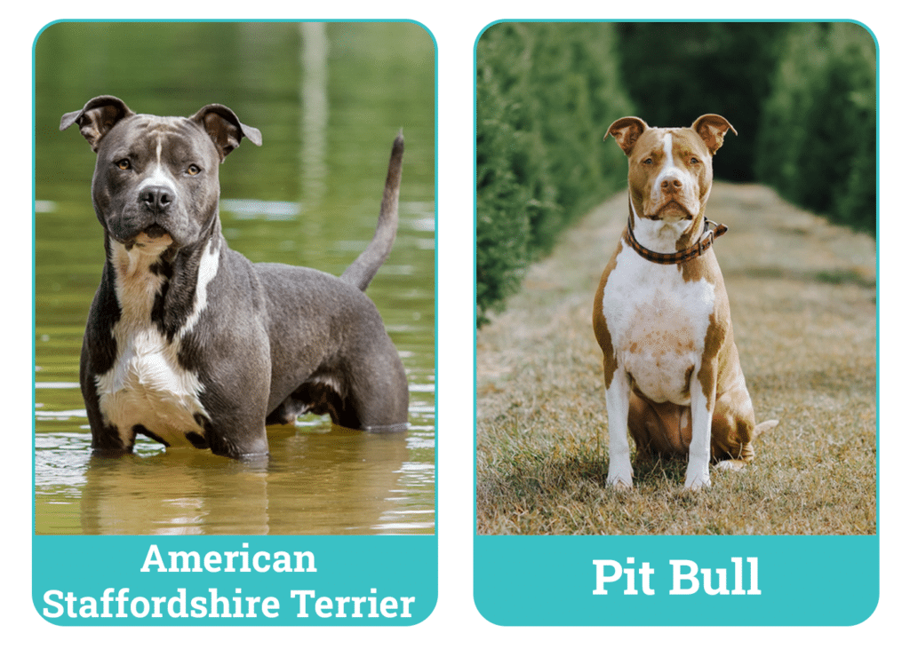 Staffordshire-type and pit-bull-type dogs shown side by side