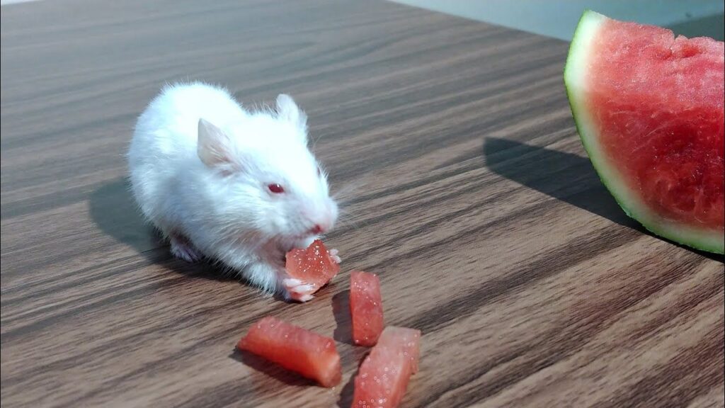 Tiny seedless watermelon portion prepared for a hamster