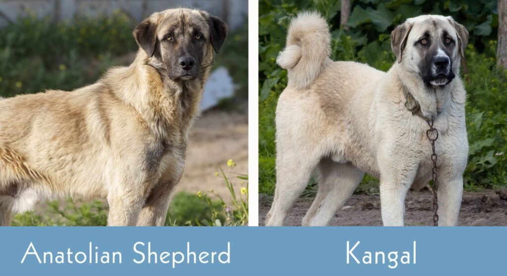 Large Turkish livestock guardian dogs outdoors