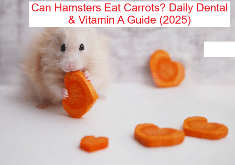 Small carrot portion prepared for a hamster