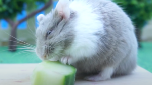 Small cucumber slice prepared for a hamster