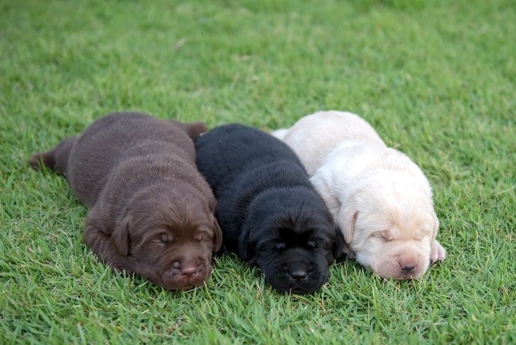 Puppies with their breeder in a clean home environment