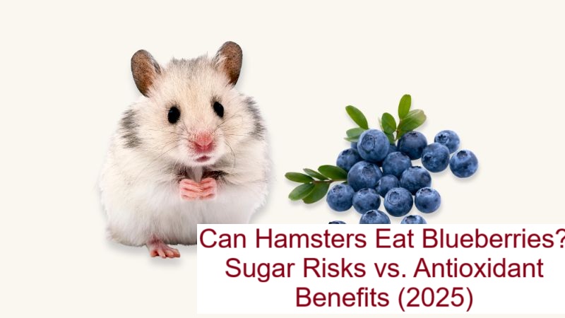 Blueberries beside a hamster-safe tiny fruit portion