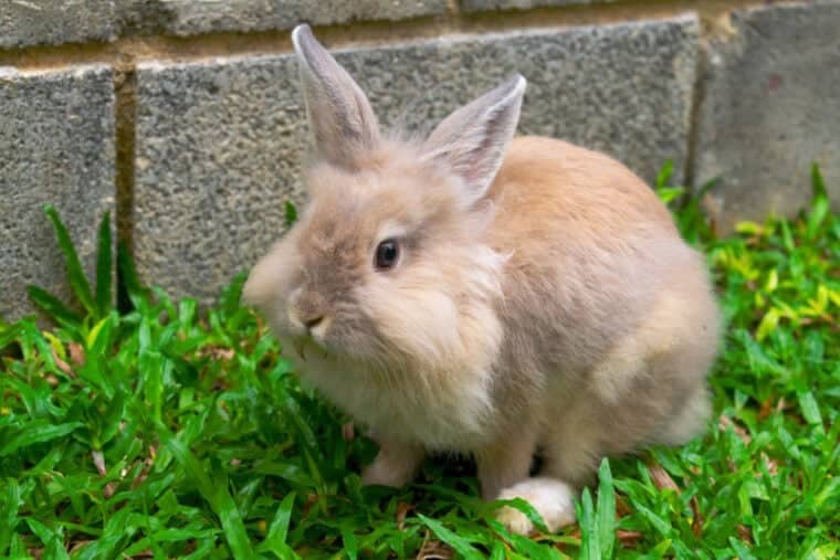Lionhead rabbit showing its distinctive mane
