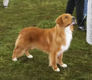Nova Scotia Duck Tolling Retriever standing outdoors