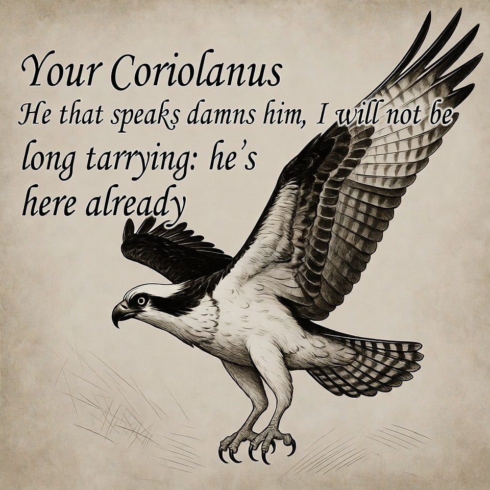 Osprey in flight representing Shakespeare's Coriolanus metaphor